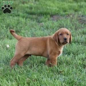 Domino, Fox Red Labrador Retriever Puppy
